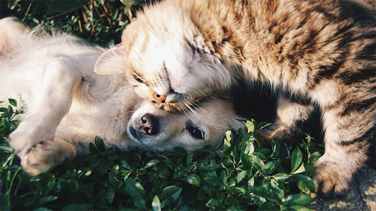Worm infections in dogs and cats